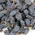 Köstliche schwarze Rosinen mit hoher Qualität für den Export